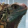 Drako