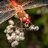 ElArturo